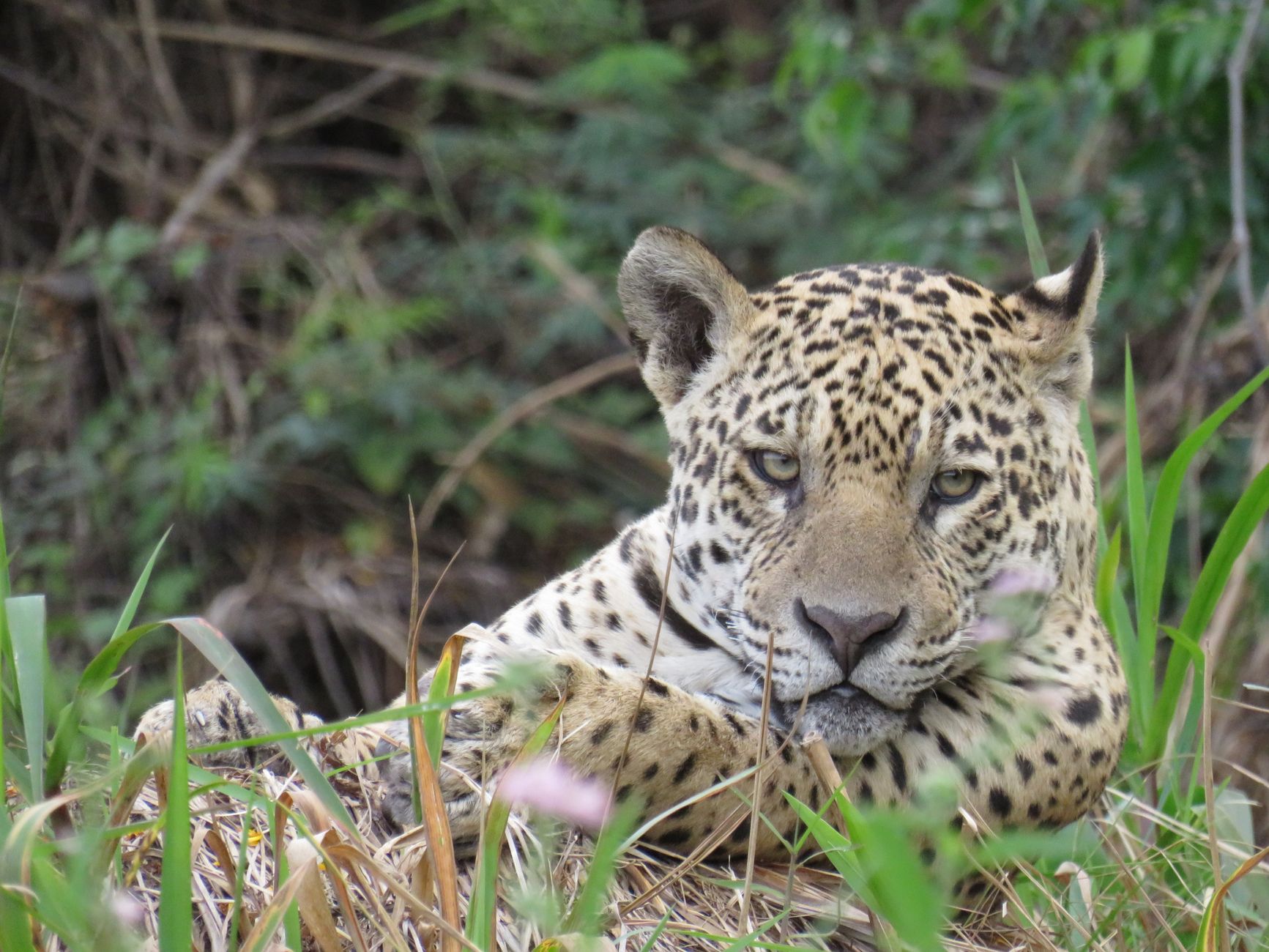 Animais selvagens no Pantanal
